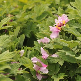 化作春泥更护花