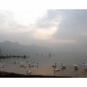 黄河湿地拍天鹅