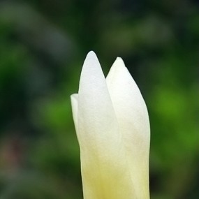 新人学习拍摄玉兰花