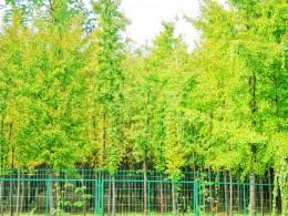 走进汉阳陵    欣赏银杏林