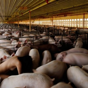 有猪故我在——韩裔女摄影师猪圈裸体自拍