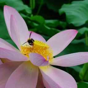 玄武湖的水芙蓉