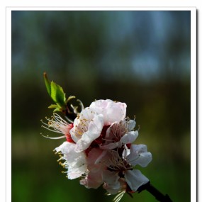 开败了......桃花