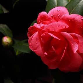 随手拍拍月季花