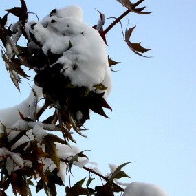 树上白熊有几只？