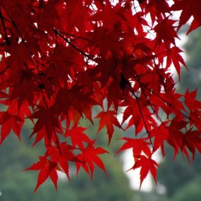 火红的枫叶（二）