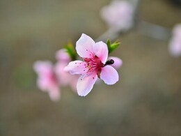 新鲜出炉的一组汉中花卉
