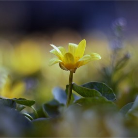 森林里的植物世界（9）