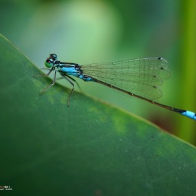微距习作--【豆娘】