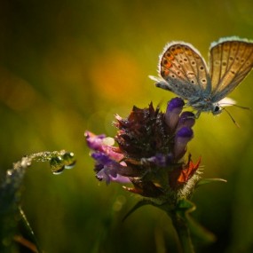 城市洞穴：美国女摄影师镜头下的纽约黑人区