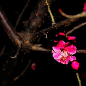 夜拍梅花