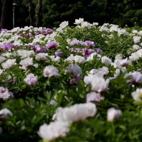 国色天香一丹城  花潮淹人人潮涌