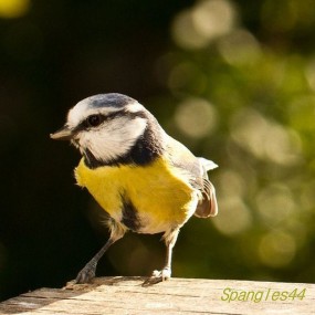自然之美 100张精彩的鸟类摄影作品(3)