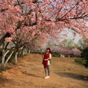 人面桃花相映红