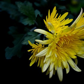 『遇见-菊花台』