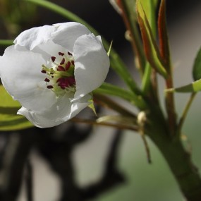 阳春三月梨花开
