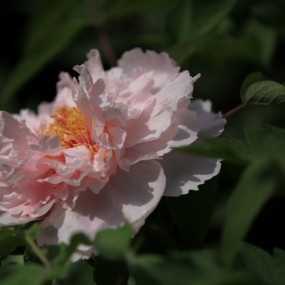 老袁习作；‘校园掠影’