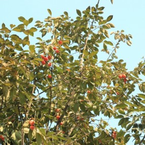 大雁塔的红柿子