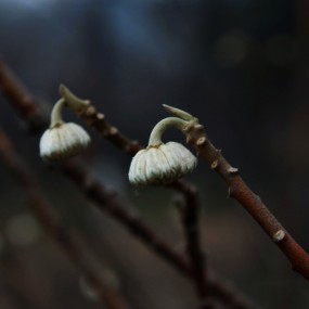 蔡司植物园试头