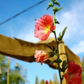 大漠朝圣，敦行之行