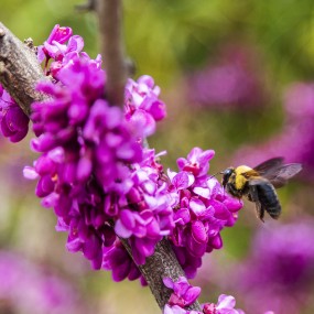 紫荆花开蜂儿来