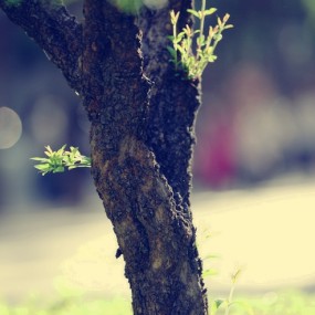 无限的生命力……