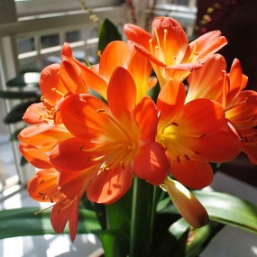 【流光溢彩】君子兰