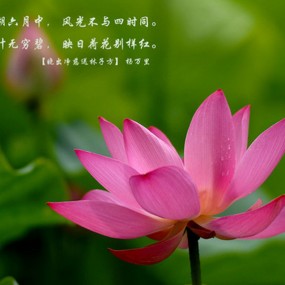 映日荷花别样红