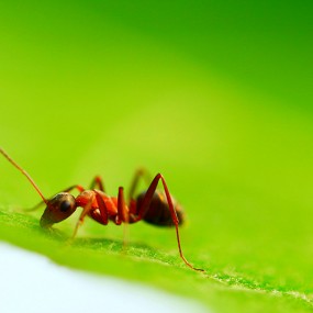 【微距试拍】蝇和蚁