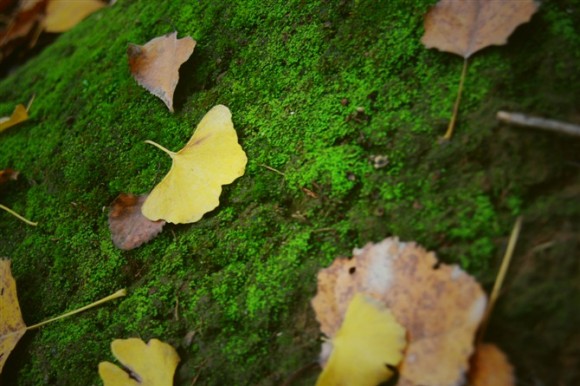 镜子乱拍&秋。林。。。