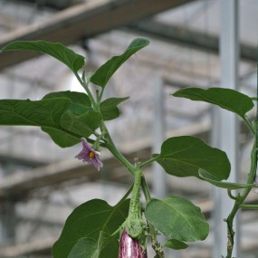 沣东农博园小景