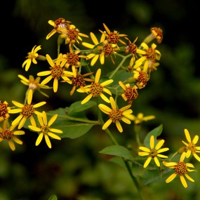 杜陵拍的花花草草