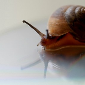 今天180L下的蜗牛