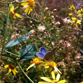 蝶儿(手机随拍)