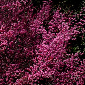 丰庆公园梅花开