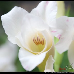 白色的花,什么花?