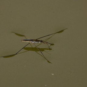 划水高手——油葫芦