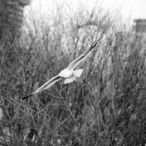 西安天空飞着的海鸥