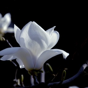 盛开的【白玉兰】