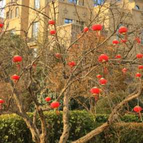 一树石榴红彤彤