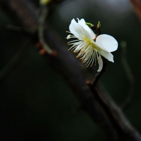 梅花香自苦寒来