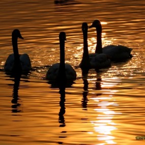 【天鹅湖掠影】