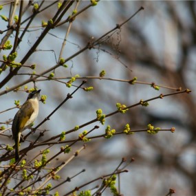 万木吐绿，鸟鸣不绝