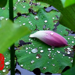 花自飘零水自流