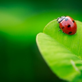 昆虫的奇妙世界