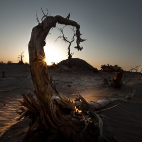【分享】枯寂胡杨