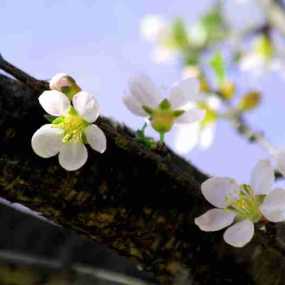 春意盎然的陕北高原