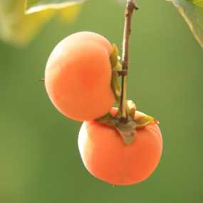 白鹿原柿子红了