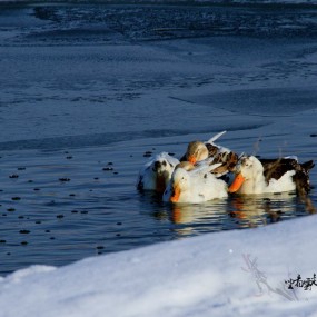 冬季湖边的幽谧时光