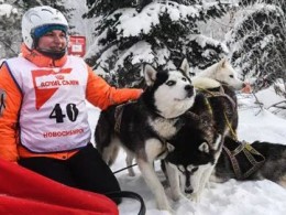 这才是真正的雪橇犬哈士奇，你们家的估计只能叫二哈...